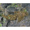 Pteroidichthys amboinensis Bleeker, 1856