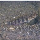 Amblygobius buanensis Herre, 1927