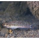 Amblygobius buanensis Herre, 1927