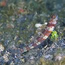 Amblyeleotris periophthalma (Bleeker, 1853)