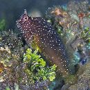 Salarias ramosus Bath, 1992