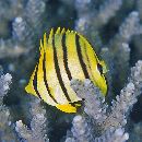 Chaetodon octofasciatus Bloch, 1787