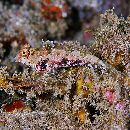 Neosynchiropus morrisoni (Schultz, 1960)