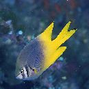 Neoglyphidodon nigroris (Cuvier, 1830)