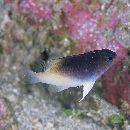 Chrysiptera rollandi (Whitley, 1961)