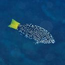 Anampses meleagrides Valenciennes, 1840