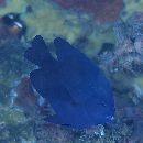 Neoglyphidodon melas (Cuvier, 1830)