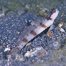 Amblyeleotris gymnocephala (Bleeker, 1853)