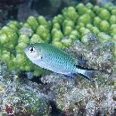 Pomachromis richardsoni (Snyder, 1909)