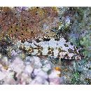 Epinephelus hexagonatus (Forster, 1801)