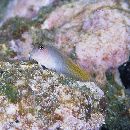 Cirripectes imitator Williams, 1985