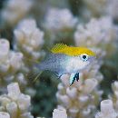 Neoglyphidodon melas (Cuvier, 1830)