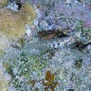 Eviota guttata Lachner et Karnella, 1978