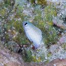 Plectroglyphidodon imparipennis (Vaillant et Sauvage, 1875)