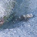 Cryptocentrus nigrocellatus (Yanagisawa, 1978)