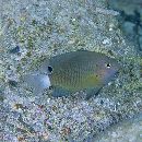 Pomacentrus bankanensis Bleeker, 1853