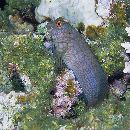 Cirripectes imitator Williams, 1985