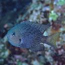 Pomacentrus philippinus Evermann et Seale, 1907