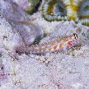 Eviota melasma Lachner et Karnella, 1980