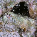 Eviota melasma Lachner et Karnella, 1980