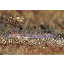 Istigobius hoshinonis (Tanaka, 1917)