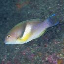 Choerodon azurio (Jordan et Snyder, 1901)