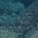 Ostorhinchus endekataenia (Bleeker, 1852)