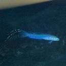 Ptereleotris hanae (Jordan et Snyder, 1901)