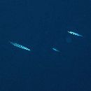 Sphyraena obtusata Cuvier, 1829