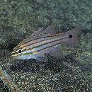 Ostorhinchus endekataenia (Bleeker, 1852)