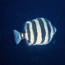 Oplegnathus fasciatus (Temminck et Schlegel, 1844)