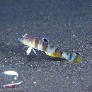 Valenciennea wardii (Playfair, 1867)