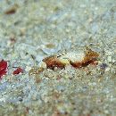 Paradiplogrammus corallinus (Gilbert, 1905)