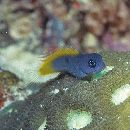 Ecsenius lividanalis Chapman et Schultz, 1952