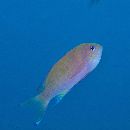 Pseudanthias pleurotaenia (Bleeker, 1857)