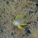 Amblyglyphidodon aureus (Cuvier, 1830)