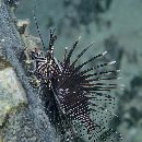 Pterois volitans (Linnaeus, 1758)