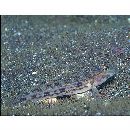 Istigobius hoshinonis (Tanaka, 1917)