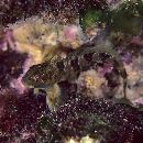 Scartella emarginata (Gunther, 1861)