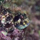 Scartella emarginata (Gunther, 1861)