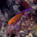Pseudanthias bicolor (Randall, 1979)