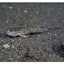 Acentrogobius virgatulus (Jordan et Snyder, 1901)