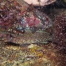 Istigobius campbelli (Jordan et Snyder, 1901)