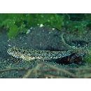 Acentrogobius virgatulus (Jordan et Snyder, 1901)