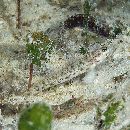 Vanderhorstia sp. 2 of Suzuki et Shibukawa (2004)