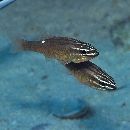 Ostorhinchus moluccensis (Valenciennes, 1832)