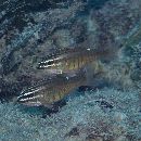 Ostorhinchus moluccensis (Valenciennes, 1832)