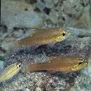 Apogon monospilus Fraser, Randall et Allen, 2002