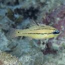 Apogon sealei Fowler, 1918