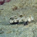 Signigobius biocellatus Hoese et Allen, 1977